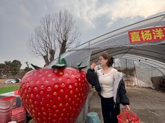 -喜杨洋草莓采摘园