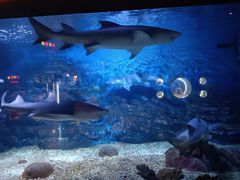 -烟台海昌鲸鲨海洋公园