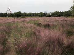 -艾溪湖湿地公园