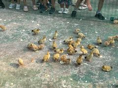 -前小桔亲子创意农场·草莓采摘·露营烧烤