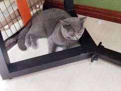 -猫亿天猫咖