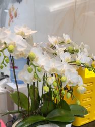-上海首尔丽格医疗美容医院