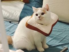 -凯特喵百思猫专科医院