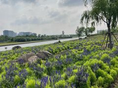 -春花秋色城市公园