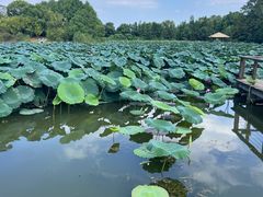 -苏州太湖国家湿地公园