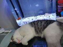 -清平路水族市场