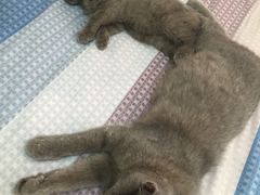 -北京博爱动物医院有限公司