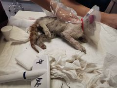 -爱诺耐芙动物医院(万博店)