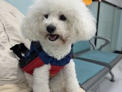 -嘉馨宠物医院·CT影像转诊·心脏科·犬猫全科诊疗中心(下沙大学城院区)