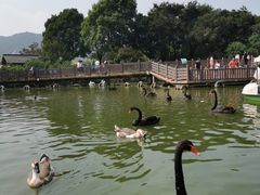 -无锡动物园·太湖欢乐园