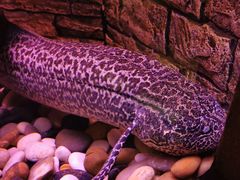 -上海海洋水族馆