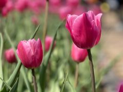 -石家庄市植物园