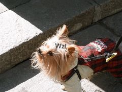 -新场古镇-停车场