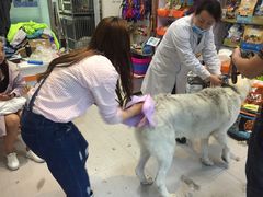 -A猫a狗全科·犬猫异宠·芥西宠物医院(南开总院)