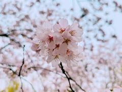 -顾村公园