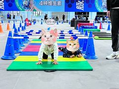 -稚马儿童平衡车自行车俱乐部