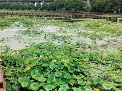-荷塘月色湿地公园·向阳花洲