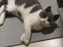 -屋虎猫馆(宝安大仟里店)