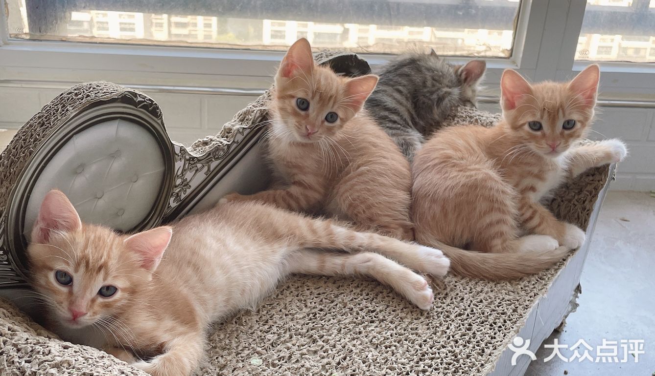 免费领养暹罗猫和橘猫串串小奶猫