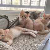 免费领养暹罗猫和橘猫串串小奶猫