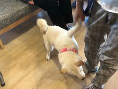 -南京Hallo宠物乐园·哈罗犬舍·柴犬繁育基地