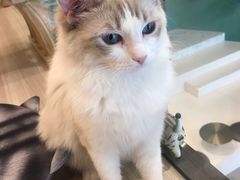 -飞行喵MR PILOT|猫舍·猫咖(静安大融城店)