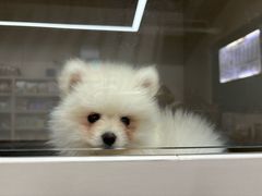 -唐小姐の私宠·宠物洗护美容·撸猫馆·购宠(周浦万达旗舰店)