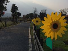 -田园东方蜜桃村的田野营地