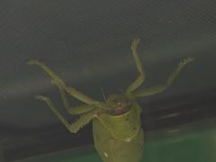 -上海大自然野生昆虫馆(东方明珠·爬宠昆虫探索中心)
