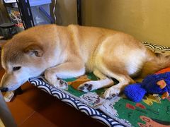 -About Bistro關於·泰式家庭料理