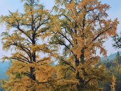 -千年银杏谷文化旅游区