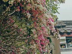 -深圳国际园林花卉博览园