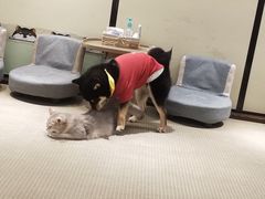 -逗柴咖啡屋·狗咖猫咖宠物桌游