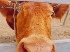 -大连铭湖国际观光牧场