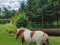 -森波拉奇妙世界