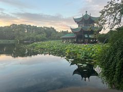 -桂湖森林公园