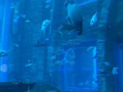 -亚特兰蒂斯•OSSIANO奥西亚诺海底餐厅