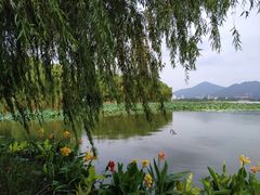 -丁老爷子苏香圆