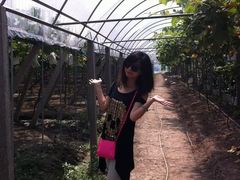 -马陆小张葡萄园农家乐