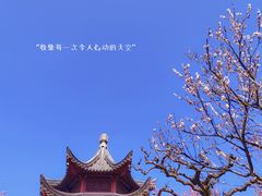 -梅花山(明孝陵内)