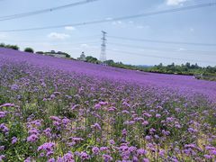 -紫颐香薰山谷景区