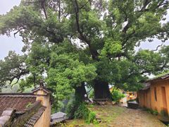 -杨家堂村
