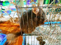 龙猫-未来动物城动物主题公园(大悦城店)