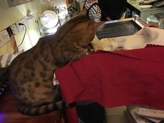 -猫色咖啡·猫咖