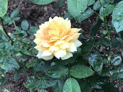 -人民公园(罗湖区)