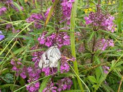 -白草畔自然风景区