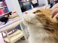 -喵的天空名猫咖啡馆·撸猫·猫舍·用品