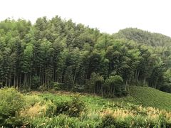 -杨家寨