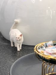 -IN 巷 salon明星店
