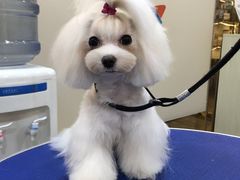 -PETKIT小佩宠物(古北店)
